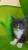 Котята мейн-кун из питомника