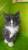 Великолепные котята мейн-кун  из питомникаWCF