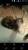 Алиментный котёнок породы Мейн-кун.