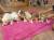 Продажа щенков  Алабая (САО)  рождены 28.03.17 г.    5 сучек,1 кобель