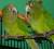 Аратинги оранжелобые, попугаи пара самец и самка
