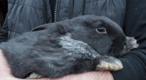 продам или обменяю кроликов черно-серебристых