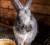 продам или обменяю кроликов черно-серебристых