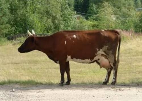 Корова Дойная много молока