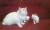 белые котята ( смесь невская маскарадная, ангорка)