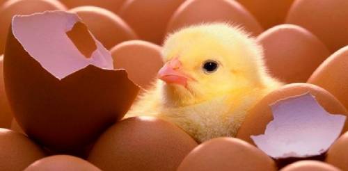 Продаются куриные яйца на инкубацию