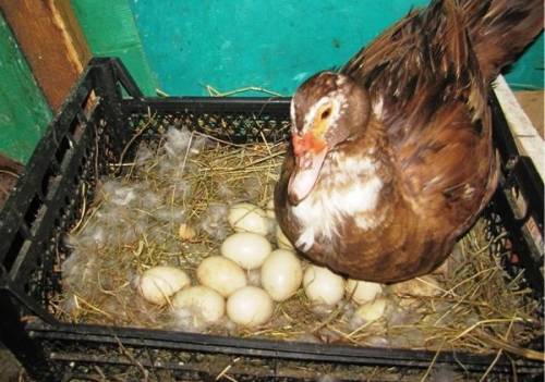Продаются яйца индоуток на инкубацию