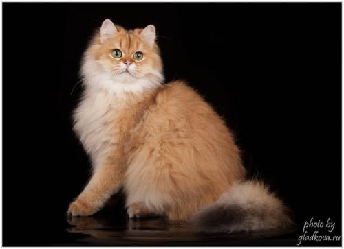Шотландская золотая, зеленоглазая кошка