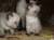 Сиамские котята  ждут хозяев