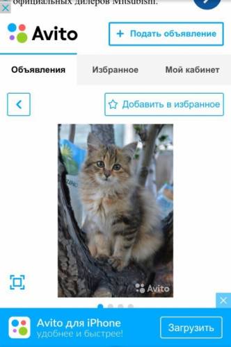 Отдам Котёнка в хорошие руки