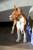 Щенок басенджи - нелающая собака