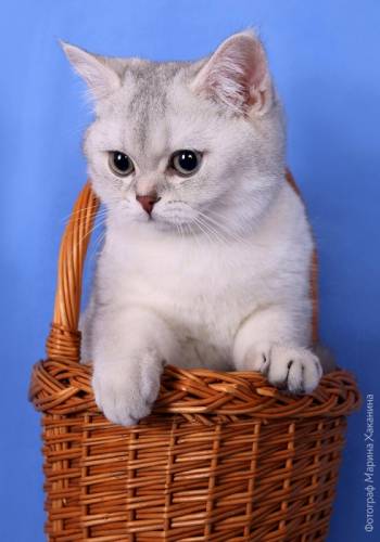 Котик, драгоценного окраса британская шиншилла