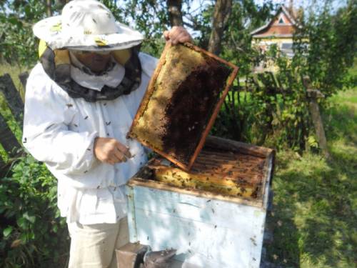 Пчелосемьи с ульями срочно