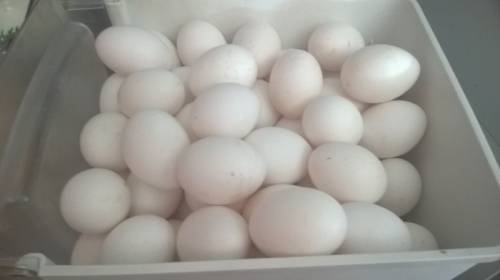 Яйца домашние крупные