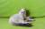 Шотландский  ласковый котик