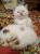 продажа котят шотландской плюшевой породы окраса блю-поинт