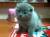 Шотландские котята -вислоухие и прямоухие,кот на вязку 1300