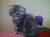 Шотландские котята -вислоухие и прямоухие от 2000,кот на вязку мраморный 1300