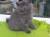 Шотландские котята -вислоухие и прямоухие от 2000,кот на вязку мраморный 1300