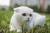 вязка, кот – Григорий, шотландских кровей, снежнобелый