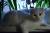вязка, кот – Григорий, шотландских кровей, снежнобелый