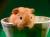 Малышка морская свинка скинникариер