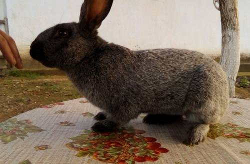 Продаю кроликов породы Полтавское Европейское серебро на племя и на мясо.