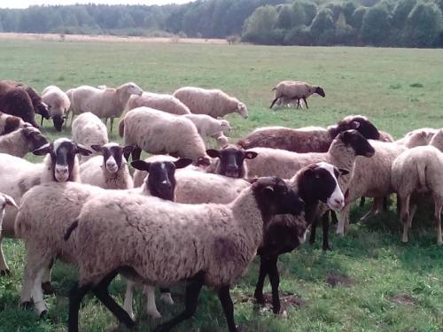 бараны, овцы на мясо
