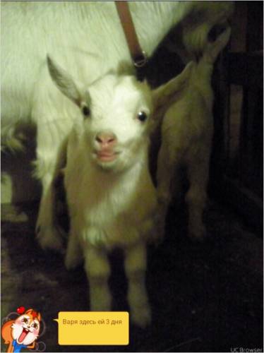 продам козу в Невьянске