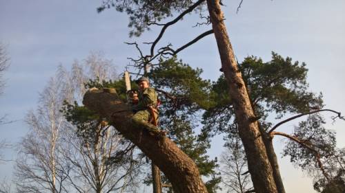 Спил и удаление деревьев