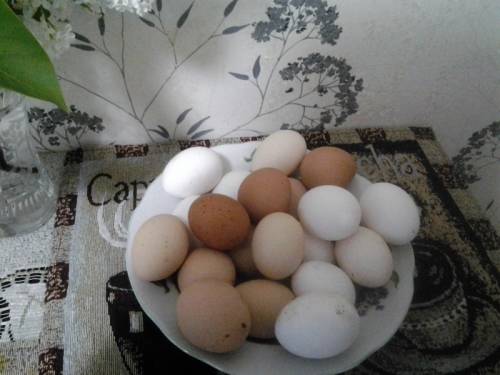 домашние   яйца