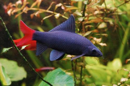 Лабео двухцветный - аквариумная рыбка семейства Карповые