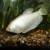 Аквариумная рыбка - Гурами перламутровый