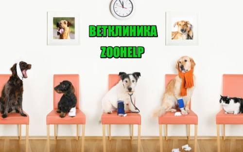 Ветклиника Zoohelp 