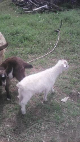 Козу с тремя двухмесячными козлятами(2 девочками и мальчиком)