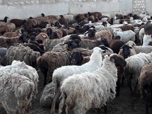 Продам овец эдельбаевской породы