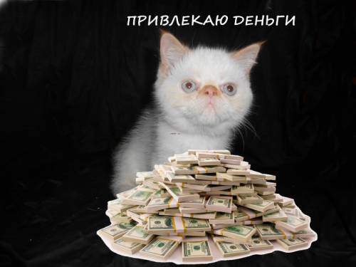 Продам котят редкой породы - экзоты