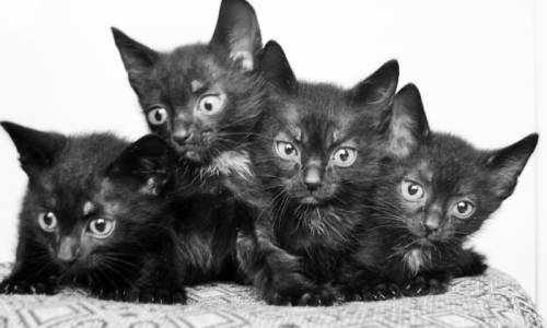 Черные котята отдадим в добрые руки