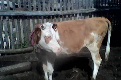 Корова 1 год 4 мец