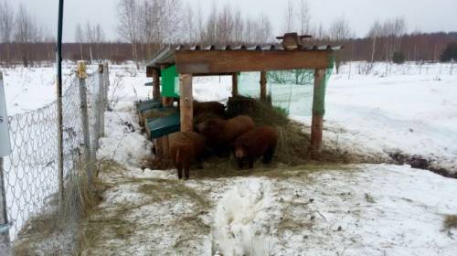 Свиньи и поросята венгерской Мангалицы