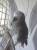 Попугай африканский - Жако , c клеткой