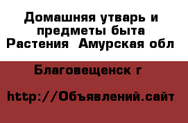 Объявление амур. Данила мастер Райчихинск. Твоя аптека ру Райчихинск Амурская. Номер телефона Данила мастер Райчихинск Амурская. Нотариус город Райчихинск Амурской области телефон.